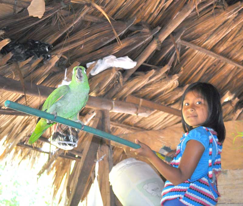 Lovejoy, a flightless parrot — the only animal allowed inside a Wounaan home.