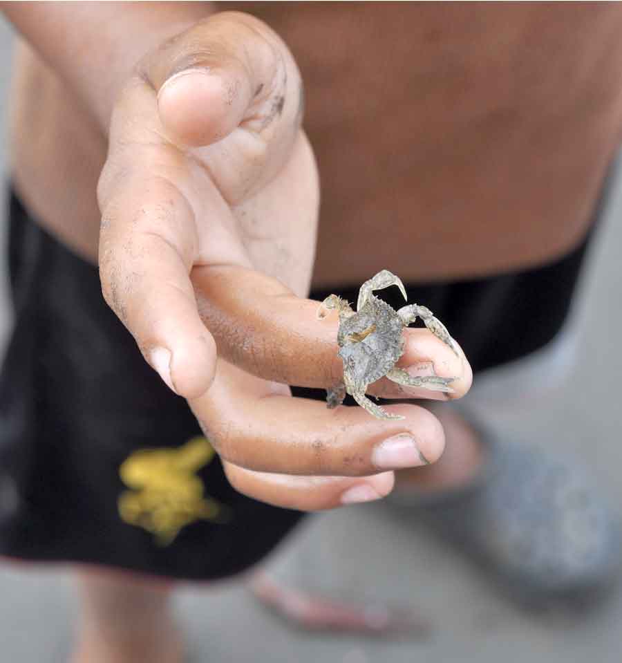 Small things on the beach: tide wait near Majé. Shore crabs, hand-dug clams, and a village rhythm.